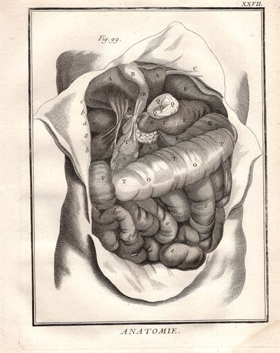 Diderot e D'Alembert, 1778 stomaco intestino