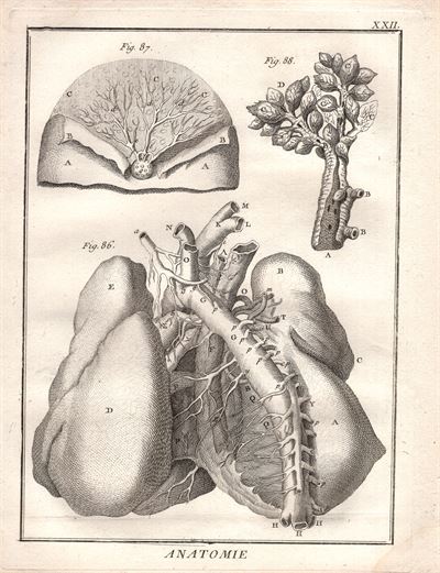 Diderot e D'Alembert,1778, anatomia cardiologia sistema circolatorio cuore *3024