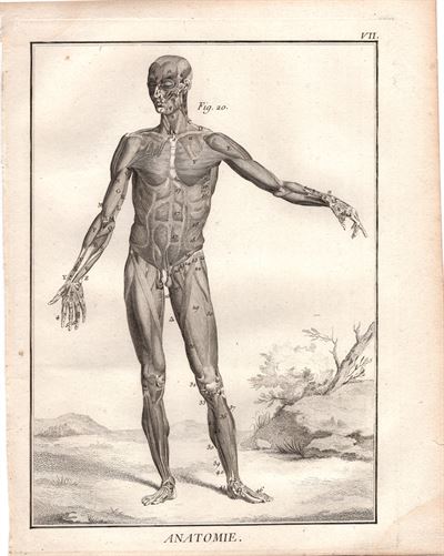 Diderot e D'Alembert,1778, scheletro corpo umano anatomia *90411