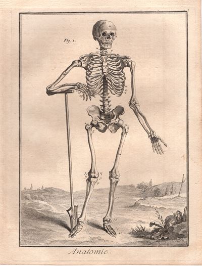 Diderot e D'Alembert, 1778, anatomia, scheletro