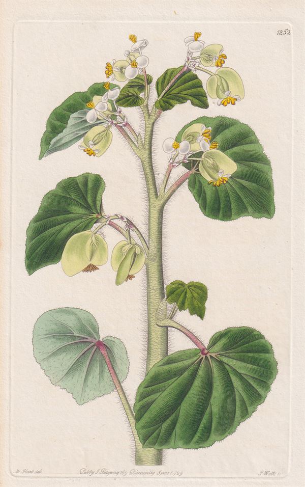 Fiori e piante cm.19x13