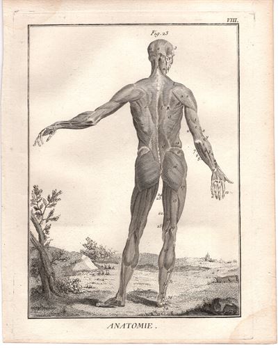 Diderot e D'Alembert,1778, anatomia mano piede ossa scheletro *15606