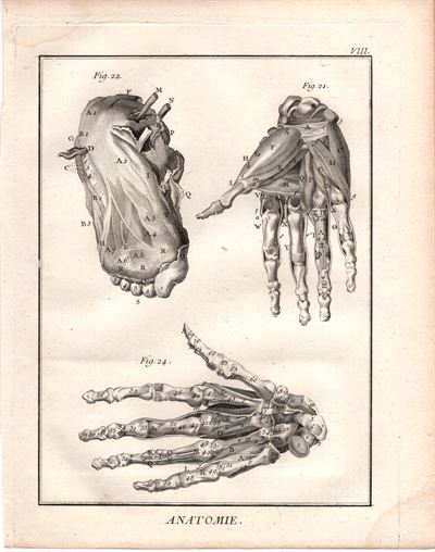 Diderot e D'Alembert,1778, anatomia corpo umano muscoli *73983