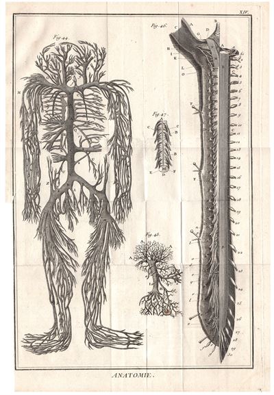 Diderot e D'Alembert,1778, anatomia sistema circolatorio vene  arterie *46241