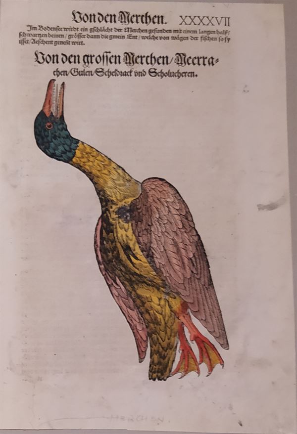 Conrad Gessner (Zurigo, 1516 - 1565) Tavola Ornitologica tratta da Historiae Animalium  1