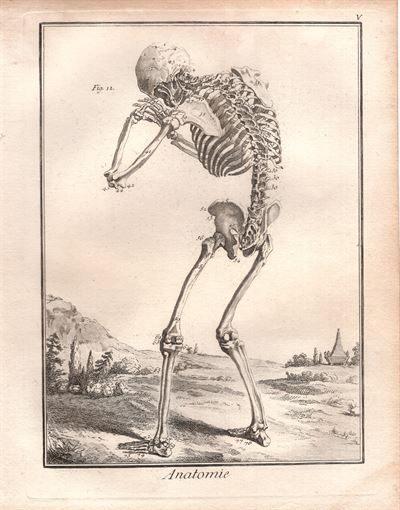 Diderot e D'Alembert,1778, scheletro corpo umano cranio *16331