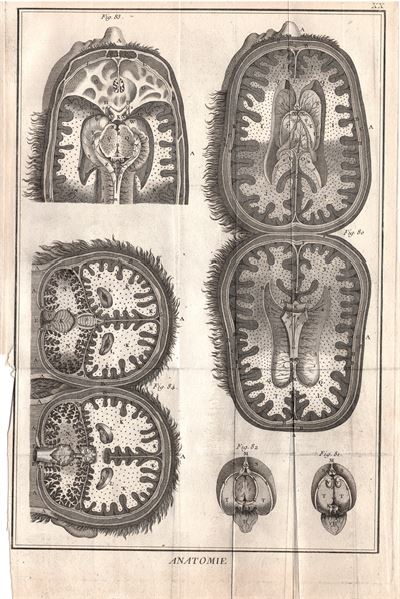 Diderot e D'Alembert,1778, anatomia cervello visione interna *11288
