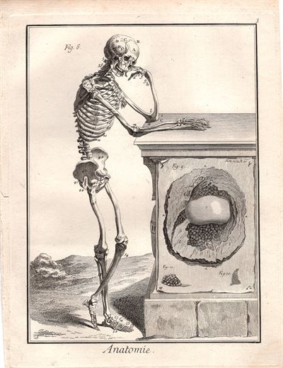 Diderot e D'Alembert,1778, scheletro cranio *64727