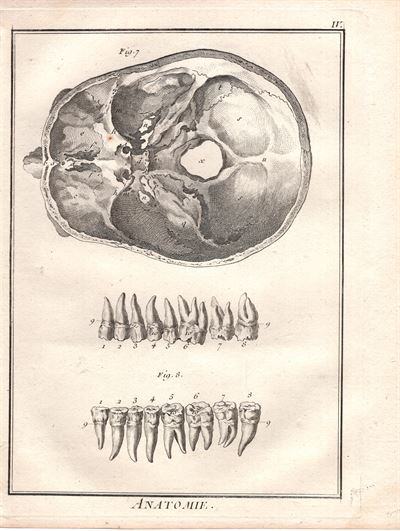 Diderot e D'Alembert,1778, scheletro corpo umano *10118