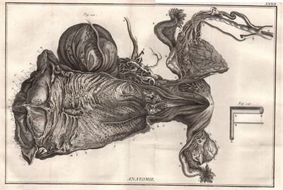 Diderot e D'Alembert, 1778 apparato riproduttore ovaio pube ginecologia