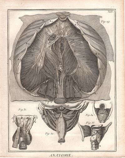 Diderot e D'Alembert,1778, anatomia mano piede ossa muscoli *89217