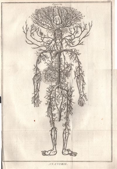 Diderot e D'Alembert,1778, anatomia diaframma *6833
