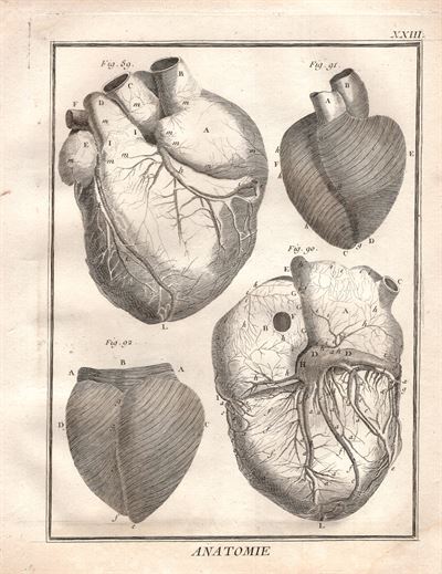 Diderot e D'Alembert,1778, anatomia cardiologia sistema circolatorio cuore *63894