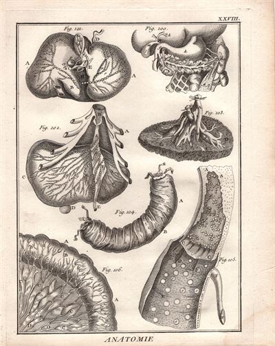 Diderot e D'Alembert, 1778 stomaco intestino gastroenterologia