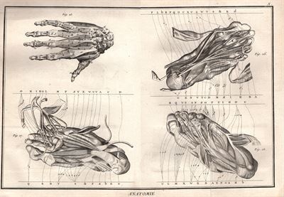Diderot e D'Alembert,1778, anatomia corpo umano muscoli *64088