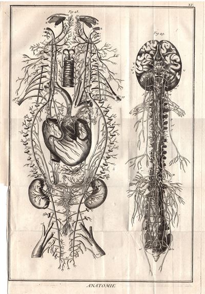 Diderot e D'Alembert,1778, anatomia sistema circolatorio vene  arterie  *84911