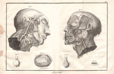 Diderot e D'Alembert,1778, anatomia sistema circolatorio vene  arterie  cuore *42469
